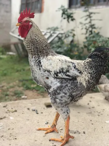 Galo GSB