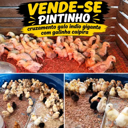 Vende-se pintinho cruzamento galo indio gigante com galinha caipira