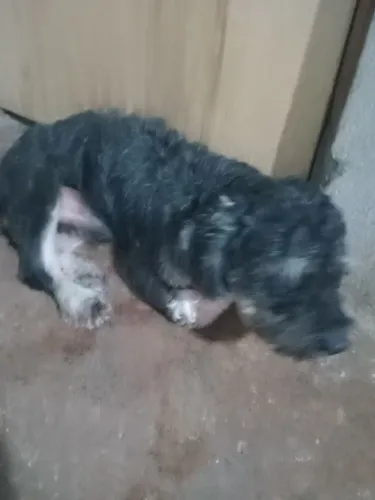 Doação de cachorro
