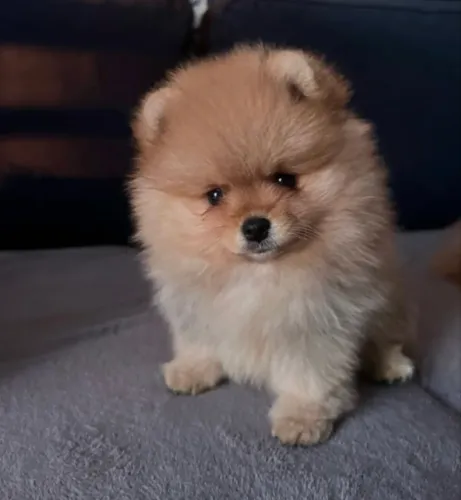 Spitz alemão (Lulu da pomerania) filhote