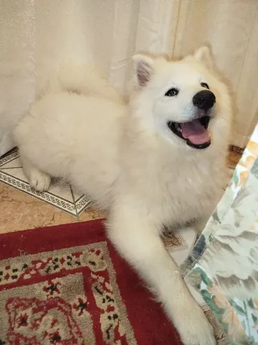 Filhote de mini husky - pomsky