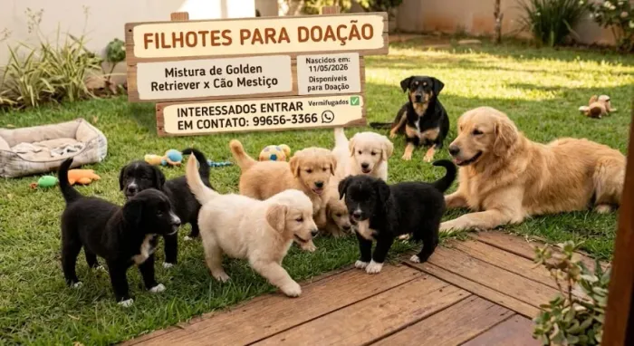 Lindos cães mestiços ( golden retriever +  raça não definida) para doação 