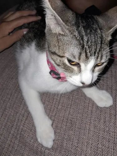 Doação de gato