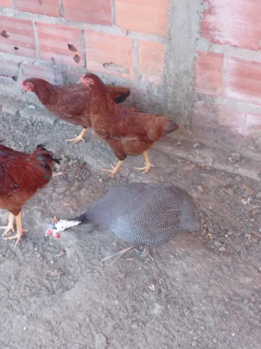 galinha da Angola
