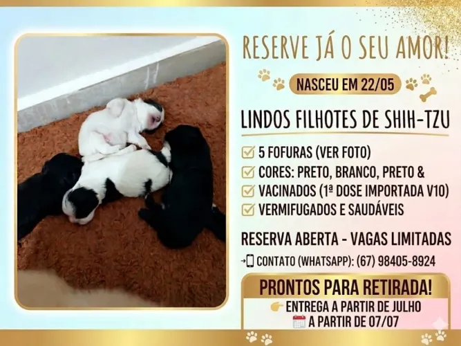 Filhotes de Shitzu