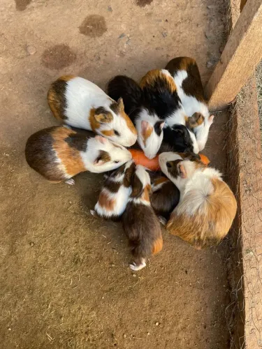 Porquinho da india