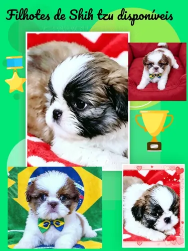 *Promoção* Filhotes de Shih tzu machos disponíveis 