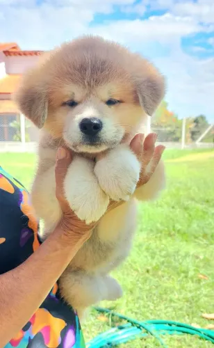 Akita Inu- Filhotes de Excelente linhagem CBKC-FCI