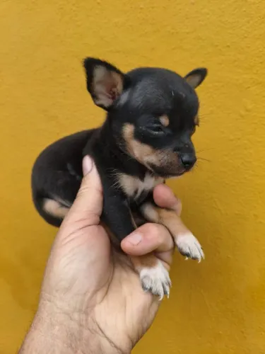 Mini pinscher 