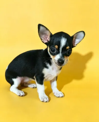 Pinscher Apaixonante e de Valor