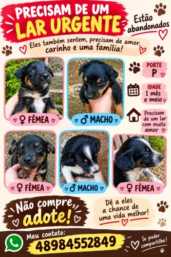 Doase filhotes abandonados
