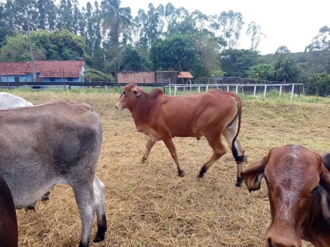 Lote de 6 Garrotes, muito bom de raça.