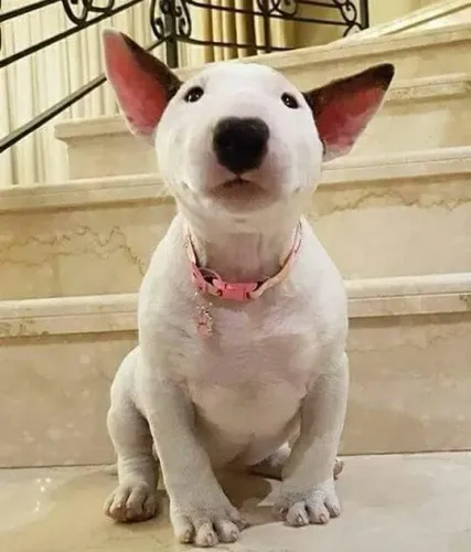 Bull Terrier Um companheiro que conhece seu coração