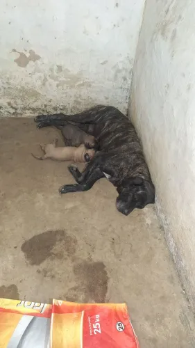 Filhotes fila brasileiro puro 