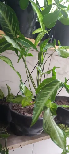 Lindas mudas e plantas para sua casa 