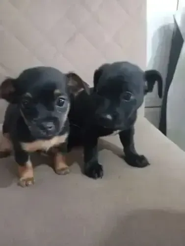 PINSCHER X CHIHUAHUA Respondo pelo 9.9751.6491 Entrega imediata