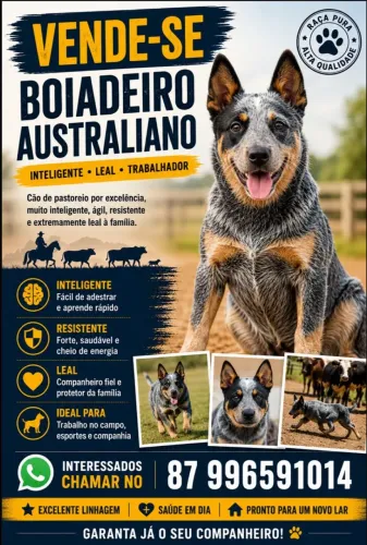 Cachorro boiadeiro australiano