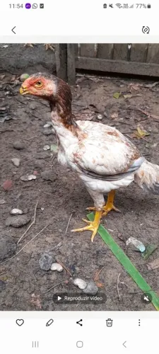 Vendendo uma franguinha Boiadeiro