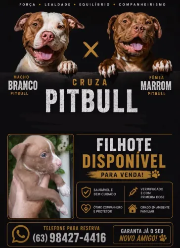 Vende-se filhotes de pitbull 