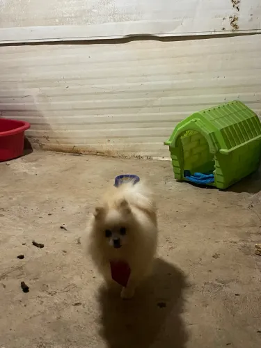 Vende-se cachorro spitz alemão 