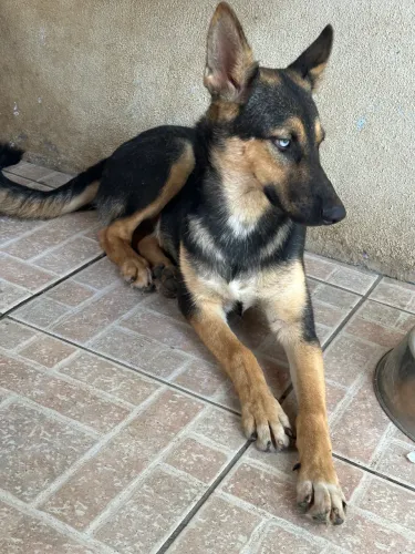 Filhote de Pastor Alemão com Husky Siberiano (Shepsky)