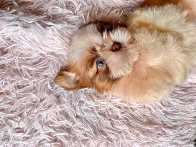 Shih Tzu belíssimos filhotes com pedigree e garganta