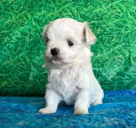 Maltês mini fêmea pronta a entrega