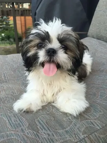 Shih Tzu com pelagem linda e personalidade dócil
