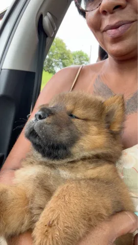 Vende - filhotes de ChowChow