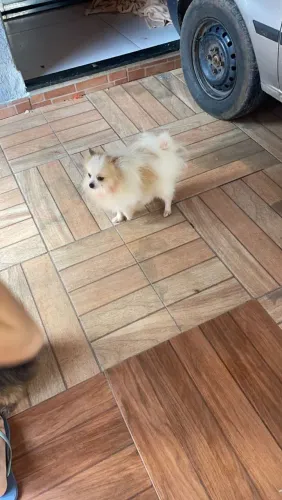Machinho de lulu 1 ano e meio