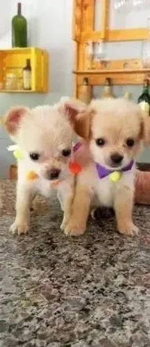 Chiuaua com pincher douradinhos oferta carnaval