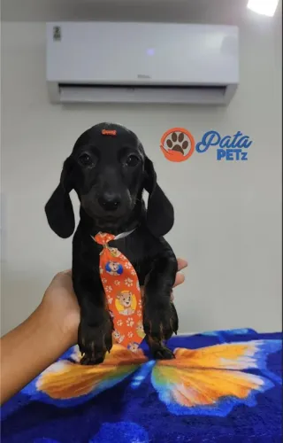 Filhote de Dachshund