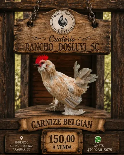 Garnizé Belgian Porcelana a Venda