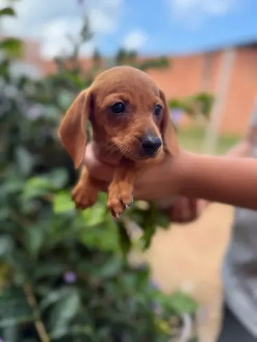 Baby Dachshund (Salsichinha) Machinho, Último Disponivel, 10x Sel Juros!!!