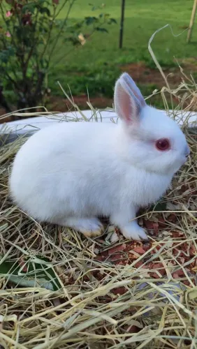 Coelho Netherland Dwarf Himalaio 