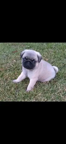 Filhote Pug fêmea 