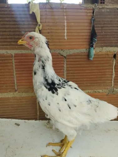 Lote de franguinhas gsb .sendo duas de topete e quatro sem topete.se encontra em dores .