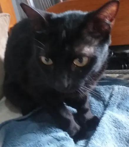 estou doando essas duas gatas preta 3 anos a cinza quase 5 anos super dóceis