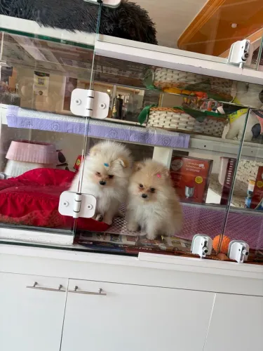 Lulu macho e fêmea