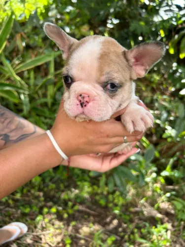 Bull dog francês