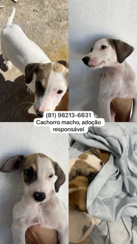 Doguinho para adoção