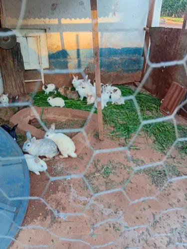 Coelhos