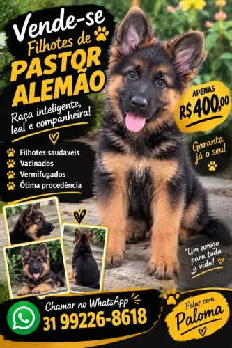 Filhote de pastor alemão