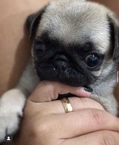 Pug A surpresa mais fofa que alguém pode receber