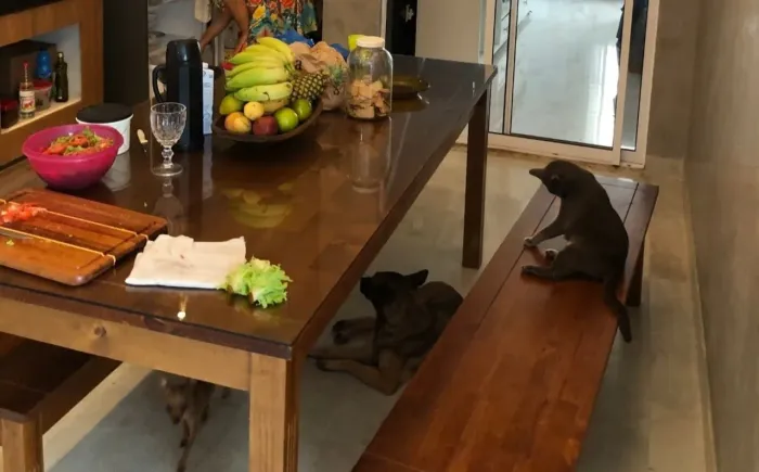 Vendo mesa de madeira pura de 2 metros por 1de largura com 2 bancos e tampo de vidro