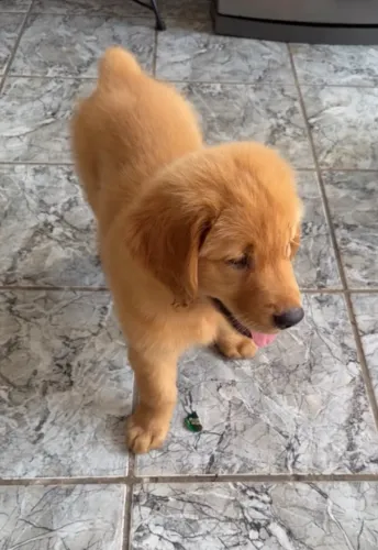 Filhote golden 