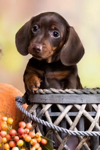 Basset / Dachshund Alegria que se manifesta de forma discreta