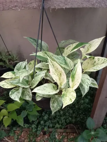 PLANTA JIBOIA BRANCA (NÃO ENTREGO)