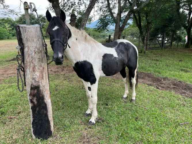 Garanhão Mangalarga Marchador Pampa de Preto
