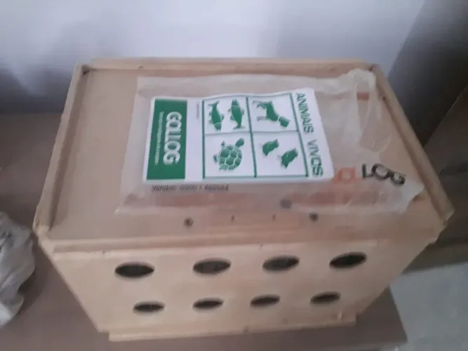 Caixa de transporte de pássaros _ aéreo